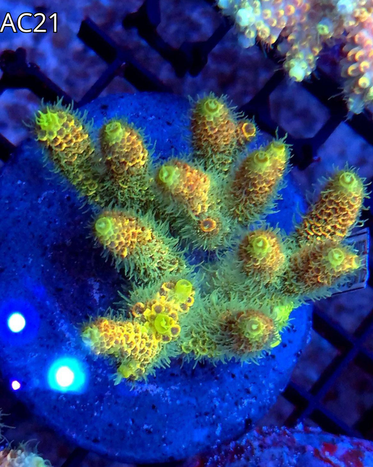 Acropora Millepora Emeral Blaze AC21