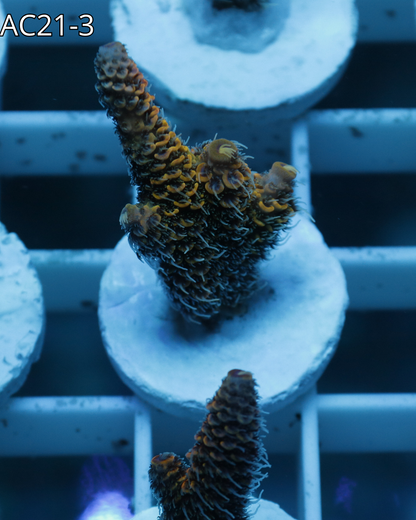 Acropora Millepora Emeral Blaze AC21