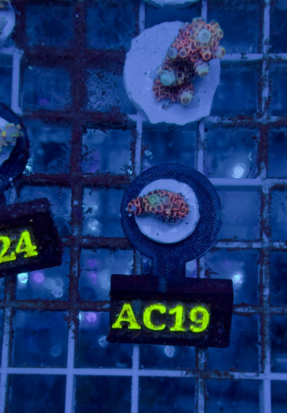 Acropora Millepora pink