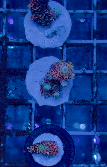 Acropora Millepora pink