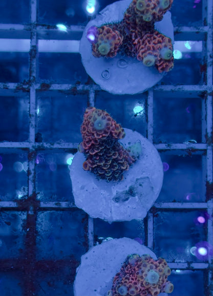 Acropora Millepora pink