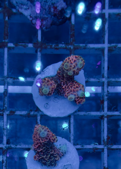 Acropora Millepora pink