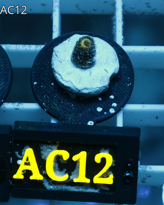 Acropora Millerpora SP AC12