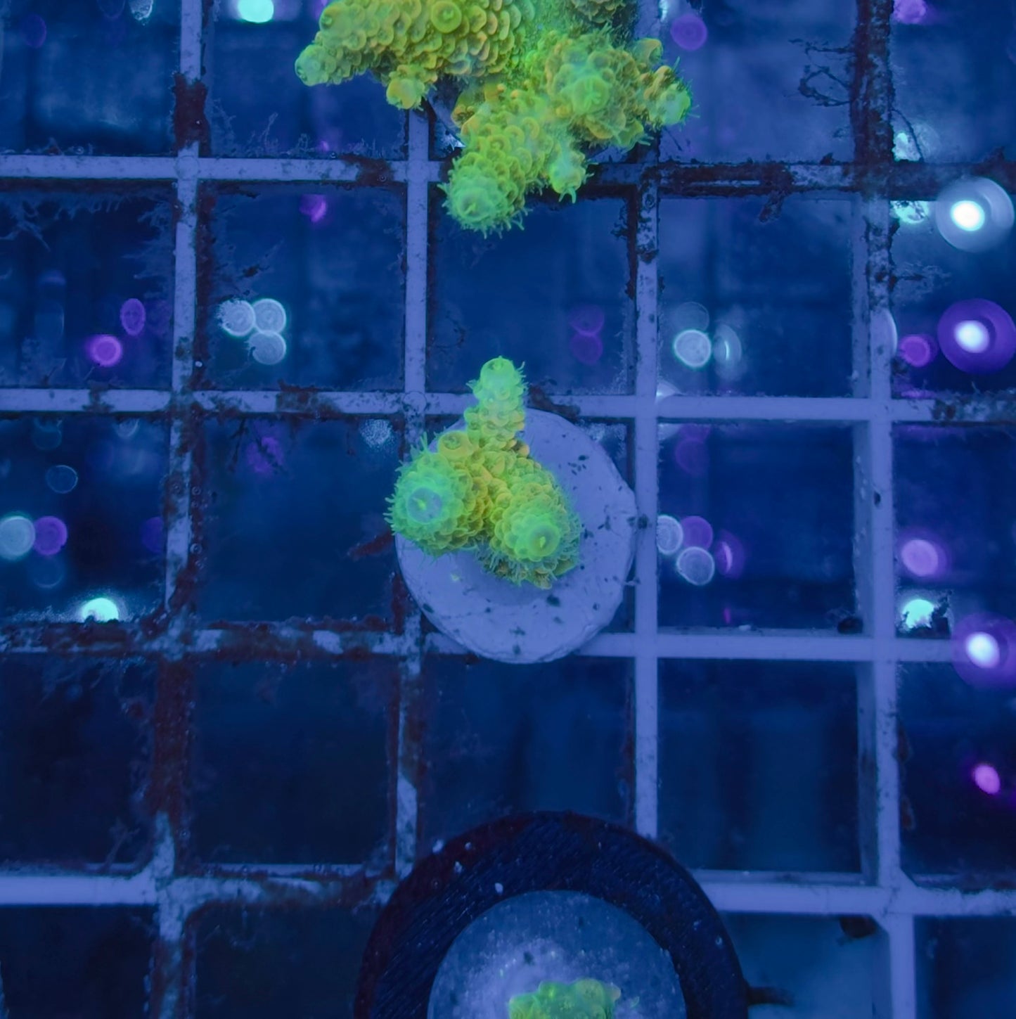 Acropora Millepora Sunset