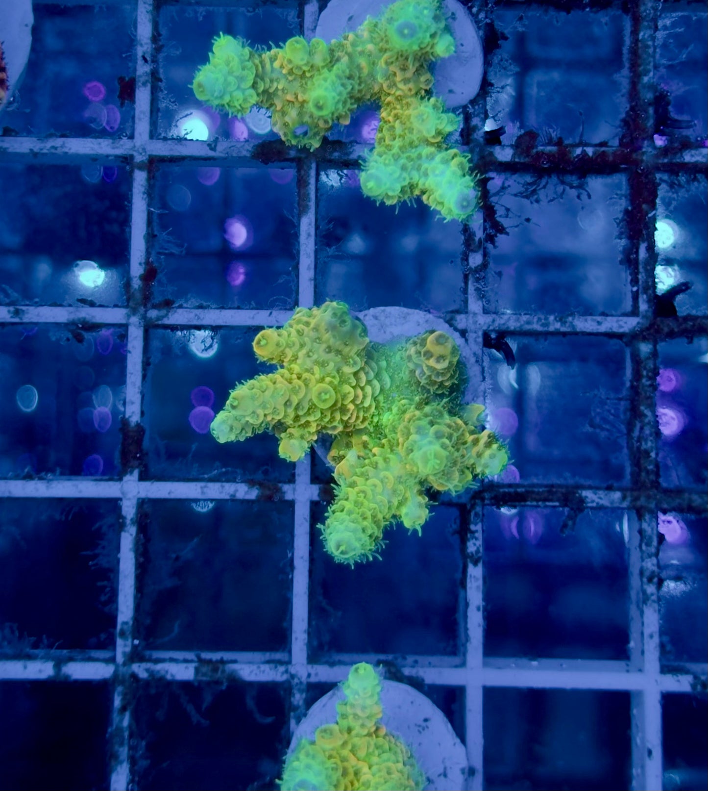 Acropora Millepora Sunset