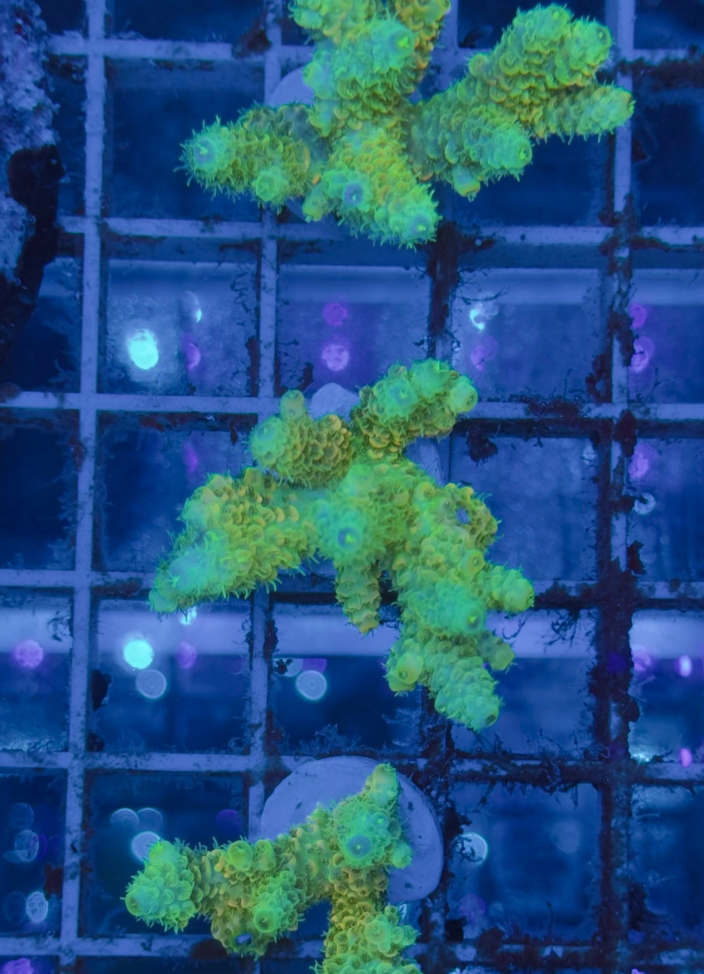 Acropora Millepora Sunset