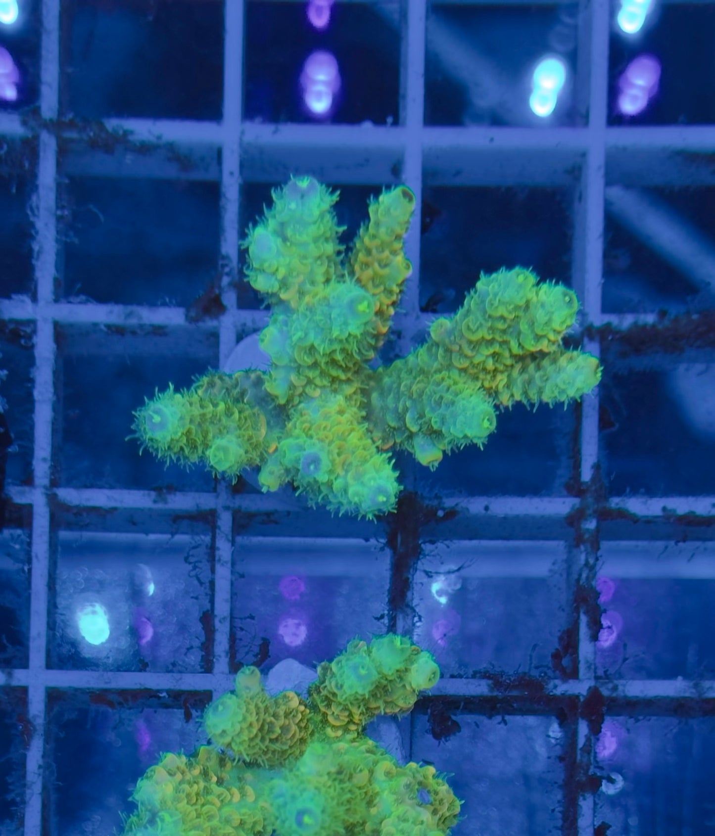 Acropora Millepora Sunset