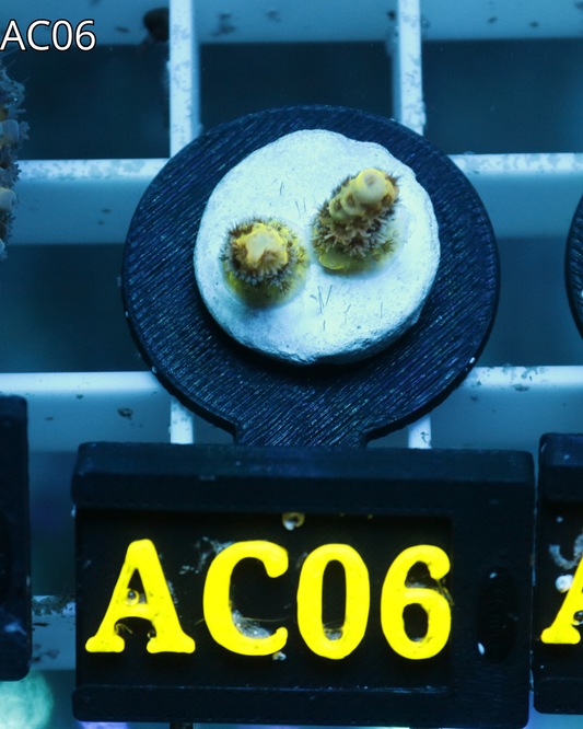 Acropora Millepora Yellow