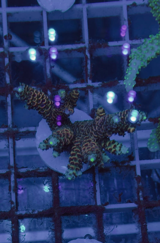 Acropora Millepora orange