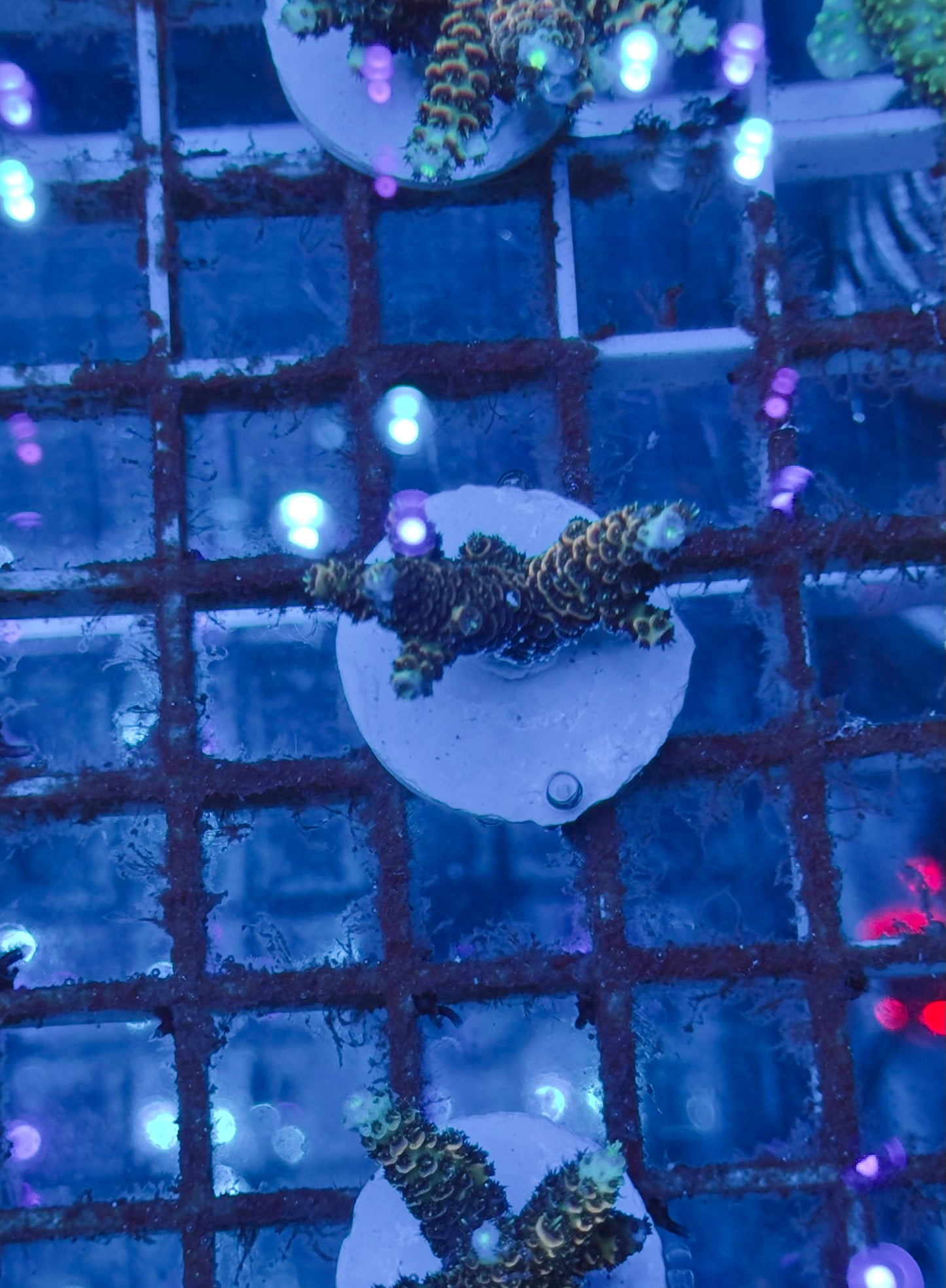 Acropora Millepora orange