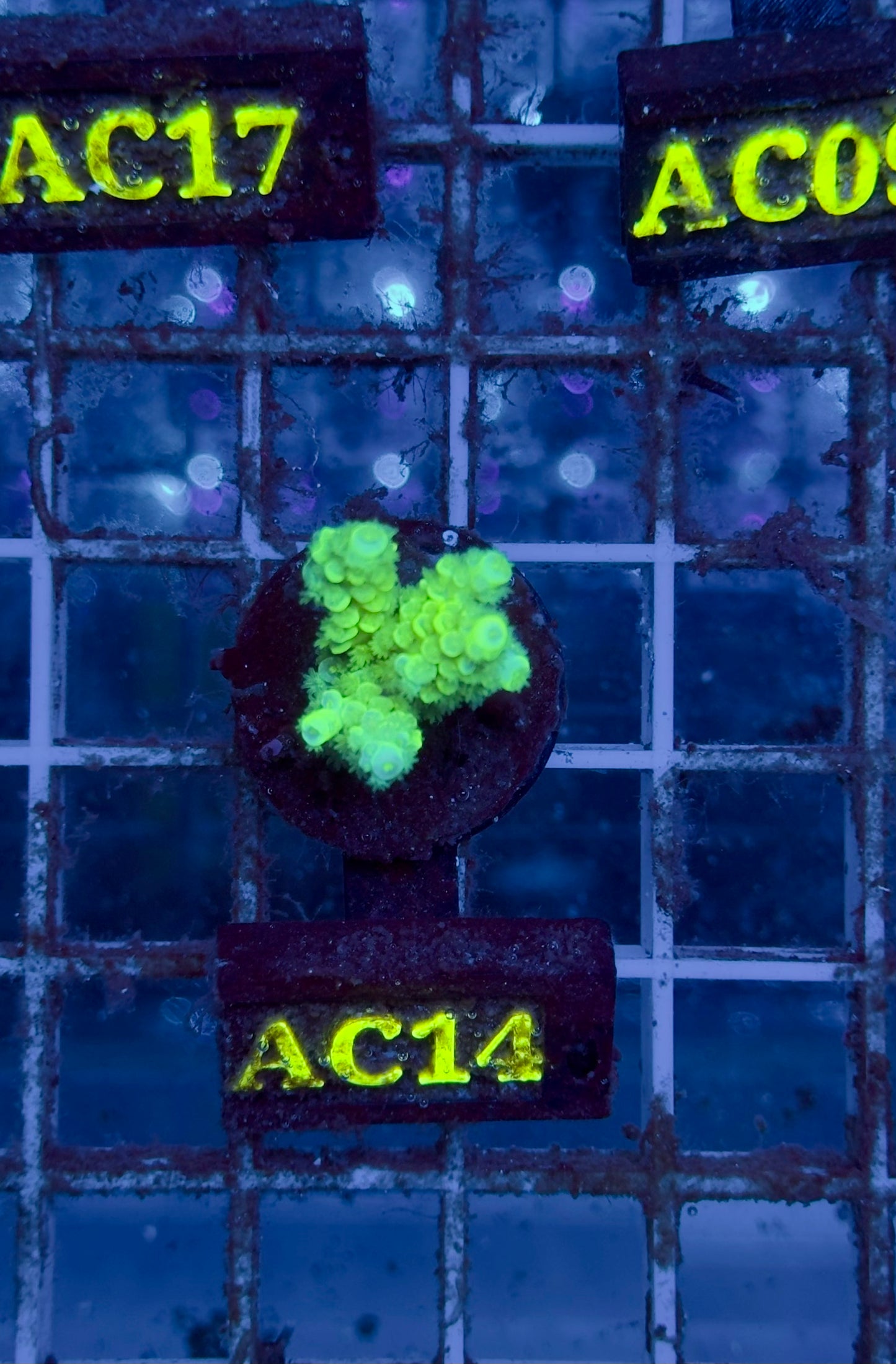 Acropora Tenius