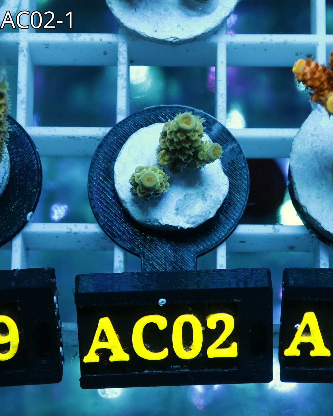 Acropora Tenuis AC02