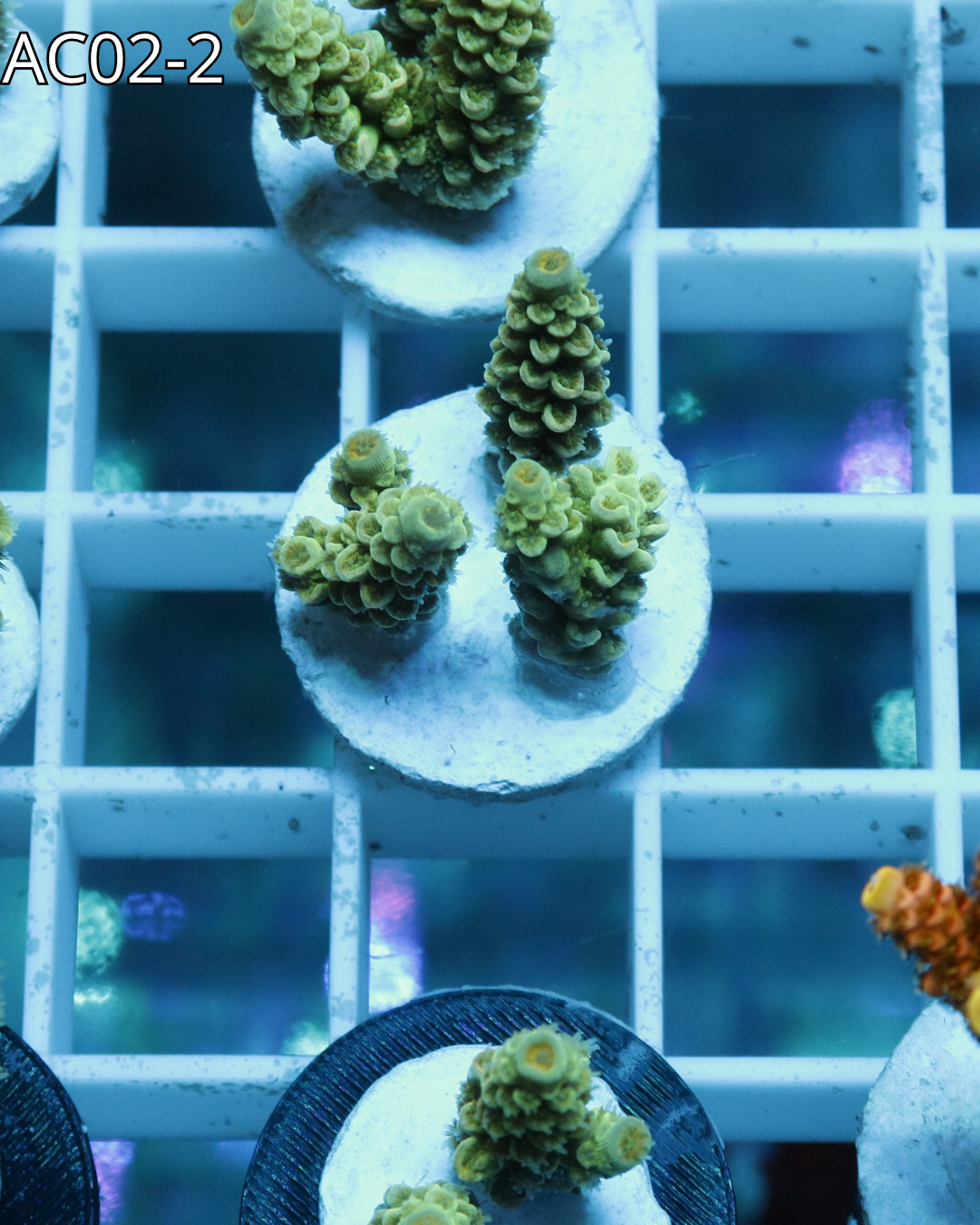 Acropora Tenuis AC02
