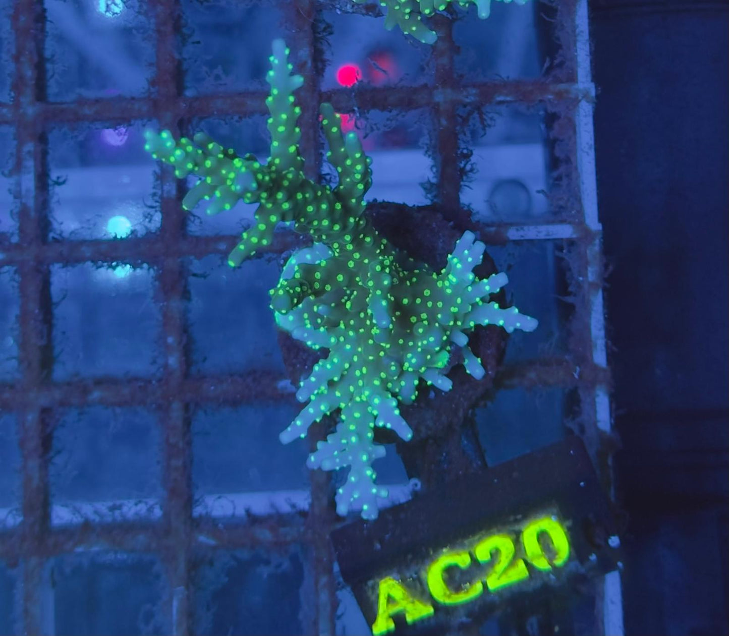 Acropora Tricolor FRAGS XL