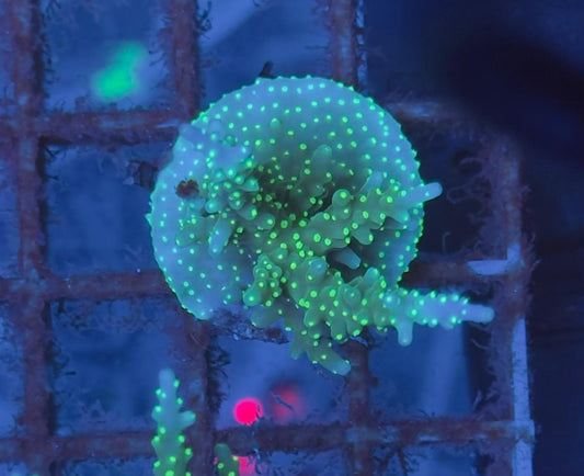 Acropora Tricolor FRAGS XL