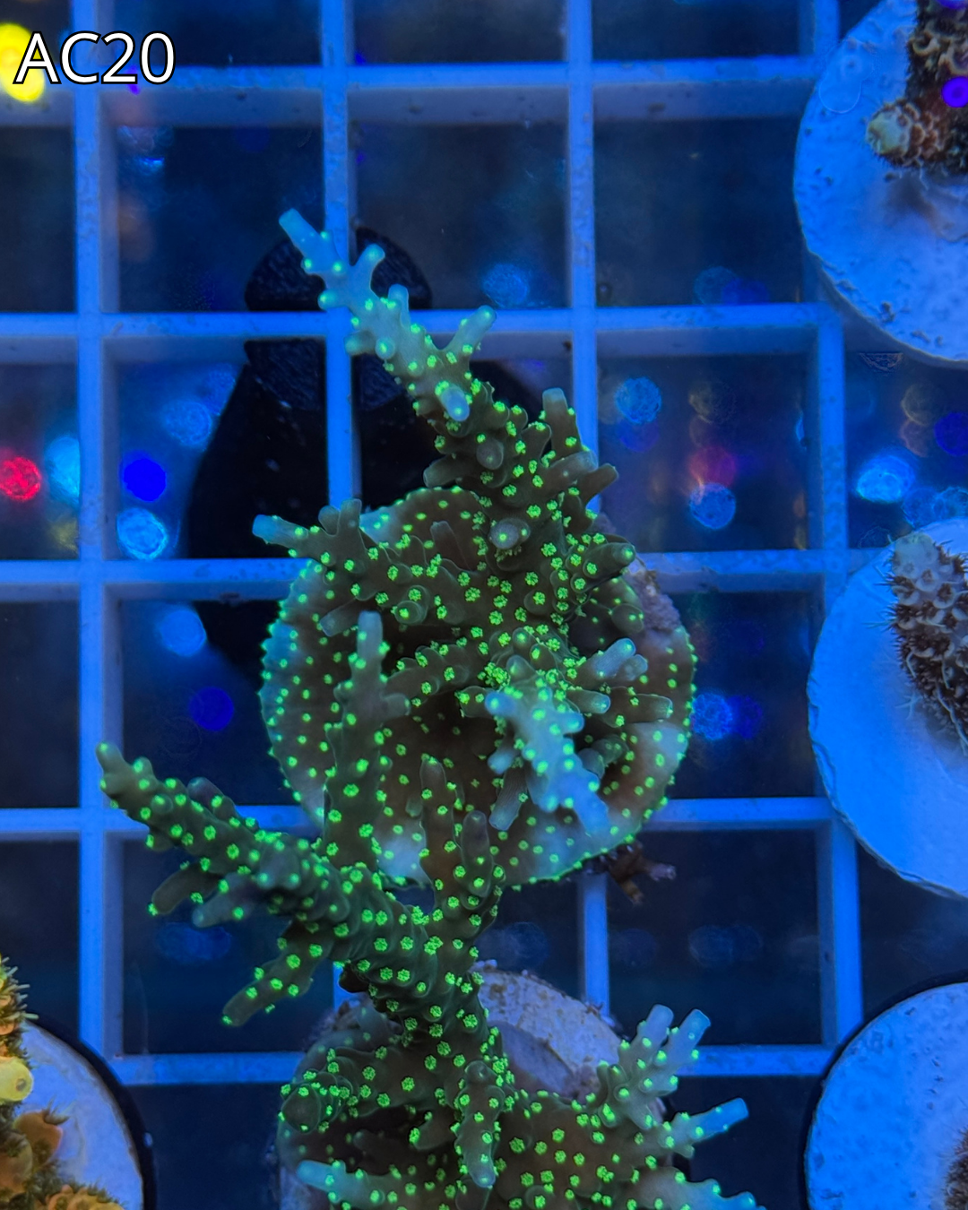 Acropora Tricolor FRAGS XL AC20