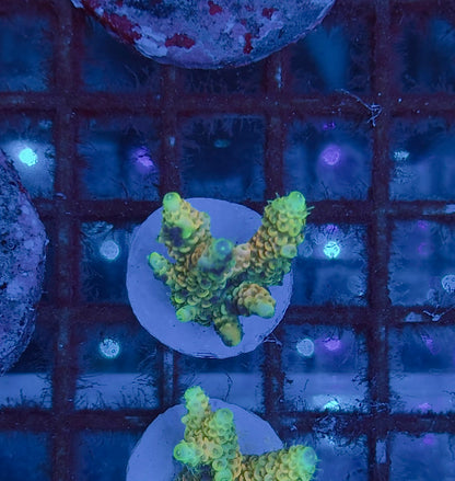 Acropora Millepora Sunset Orange