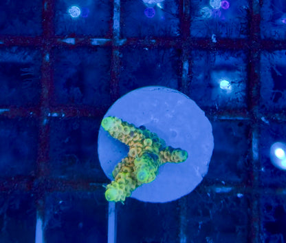 Acropora Millepora Sunset Orange