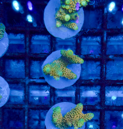 Acropora Millepora Sunset Orange