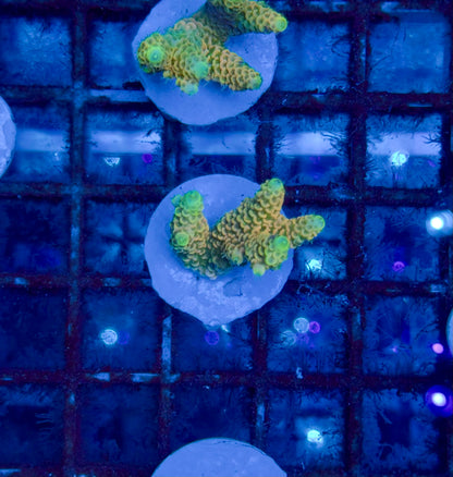 Acropora Millepora Sunset Orange