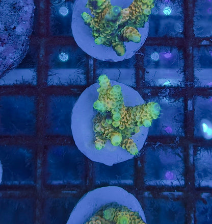 Acropora Millepora Sunset Orange