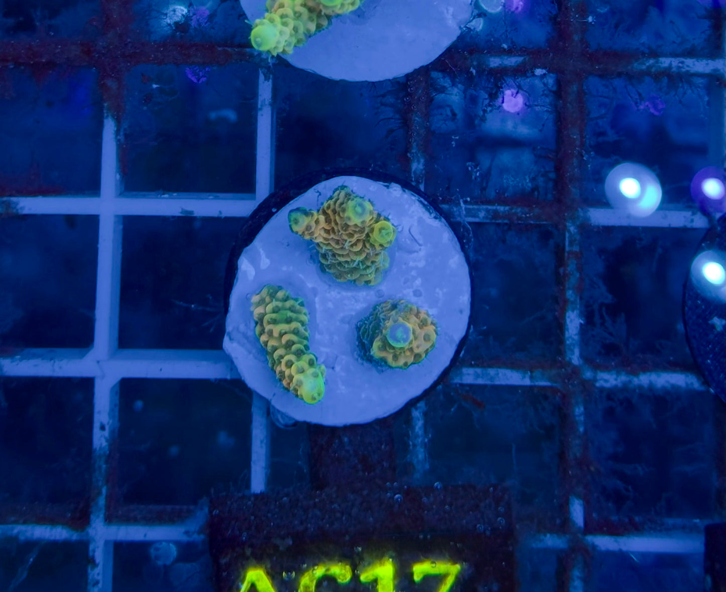 Acropora Millepora Sunset Orange