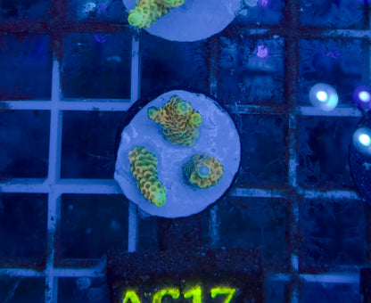 Acropora Millepora Sunset Orange