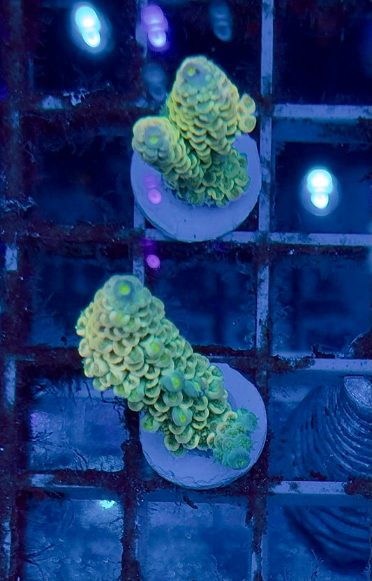 Acropora abrotanoides yellow