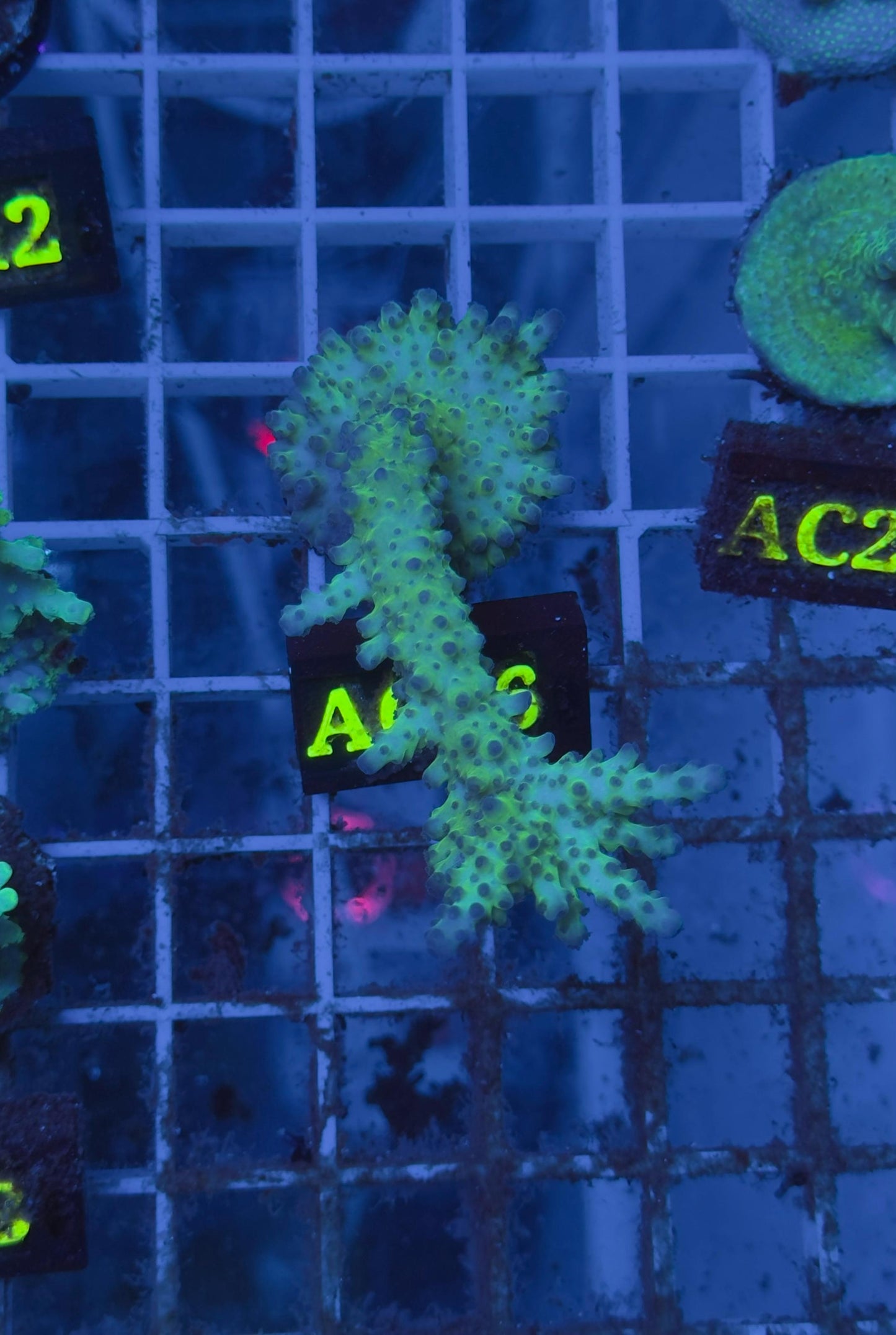 Acropora Pearlberry