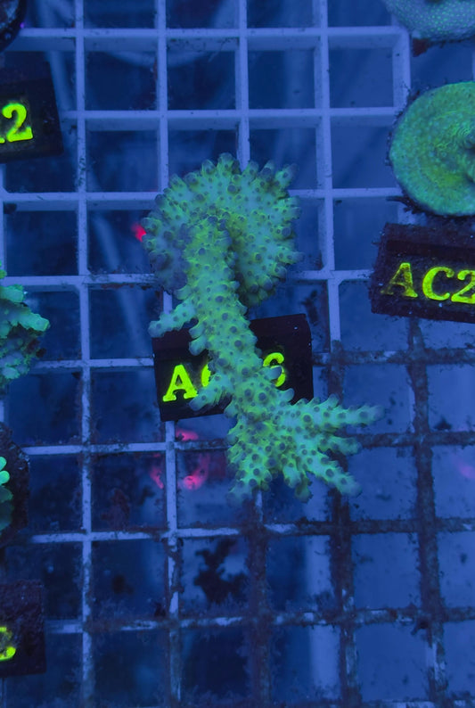 Acropora Pearlberry