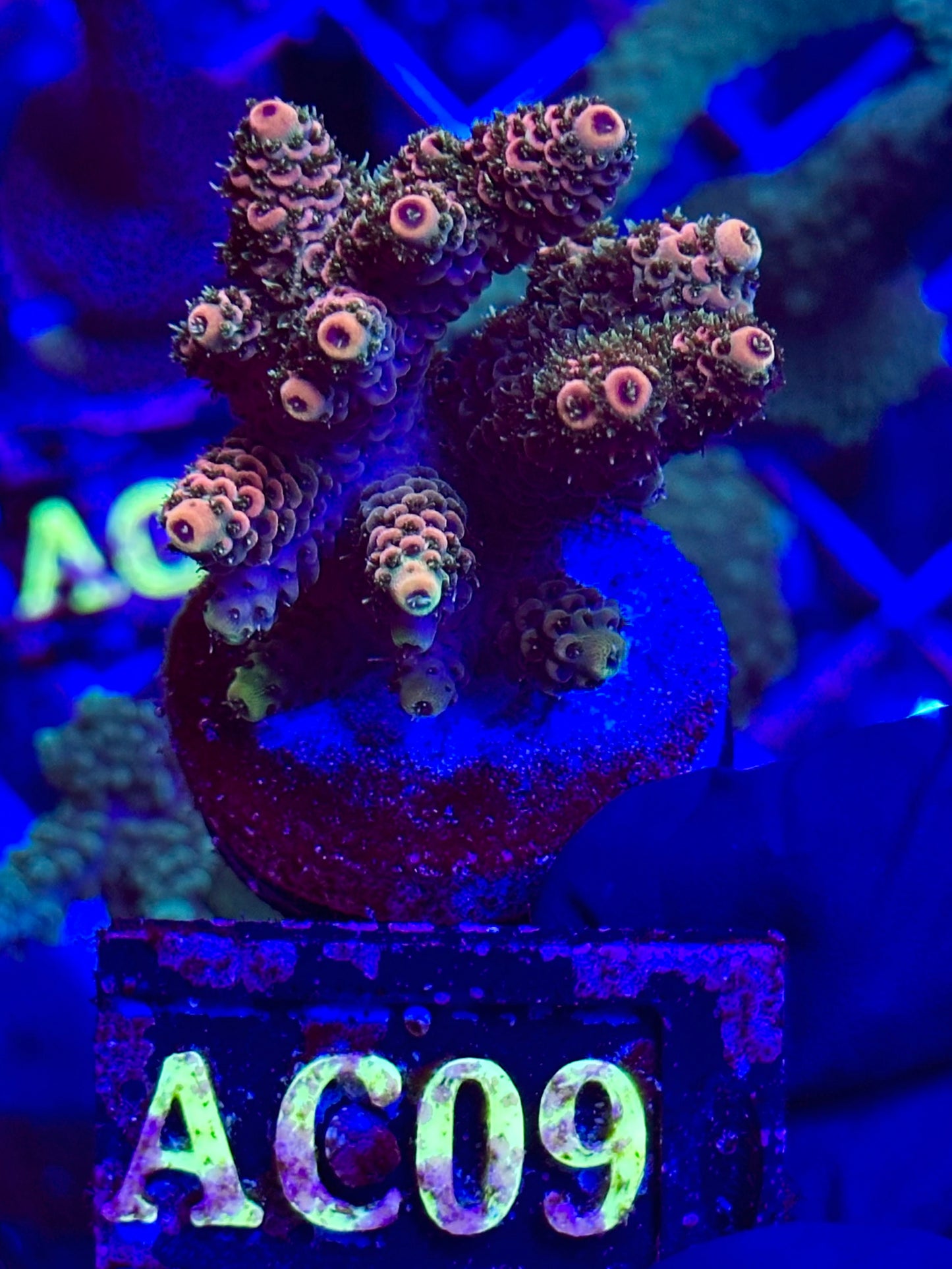 Acropora MILLEPORA "CARIBE"