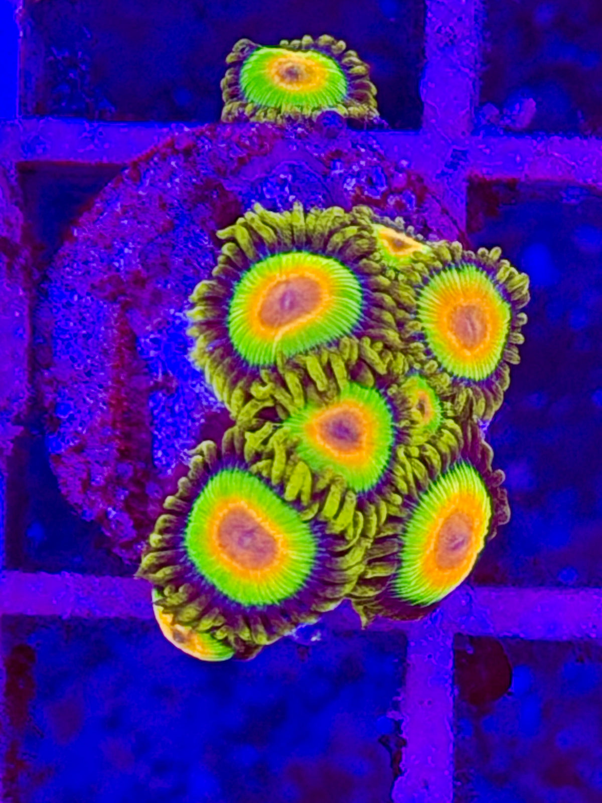 Zoanthus RASTA