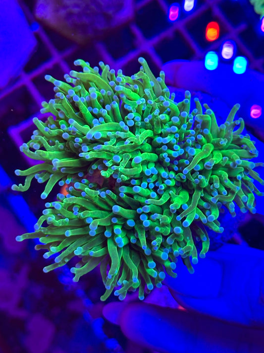 Euphyllia TORCH TOXIC GREEN