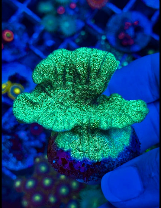 Pavona Cactus Verde Fluor