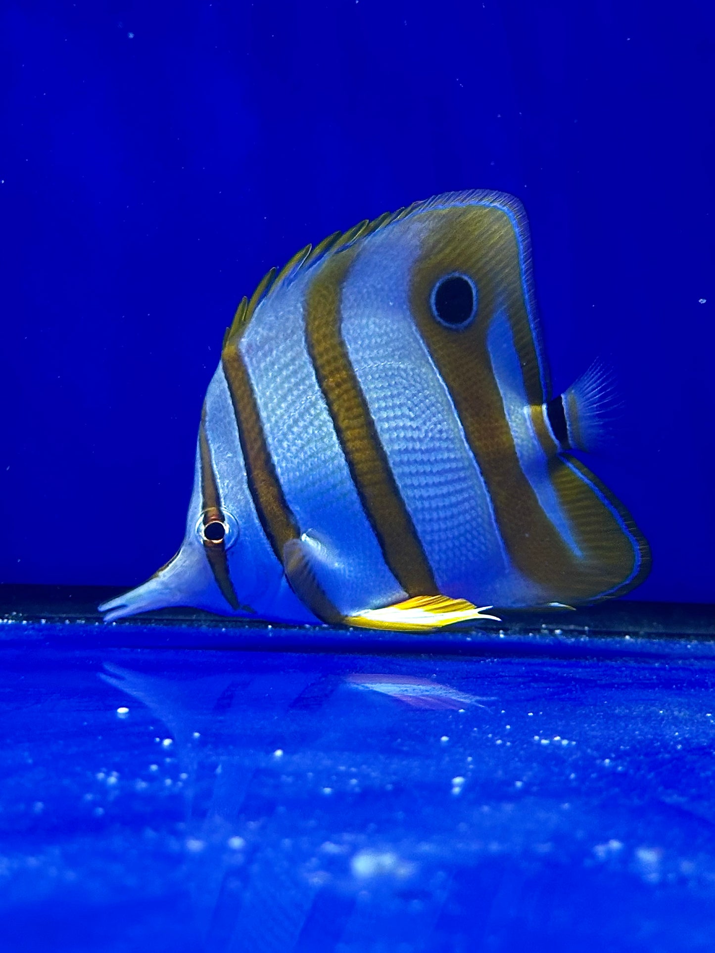 Pez Mariposa de Bandas Cobrizas - Chelmon rostratus - CoralMastery | PECES
