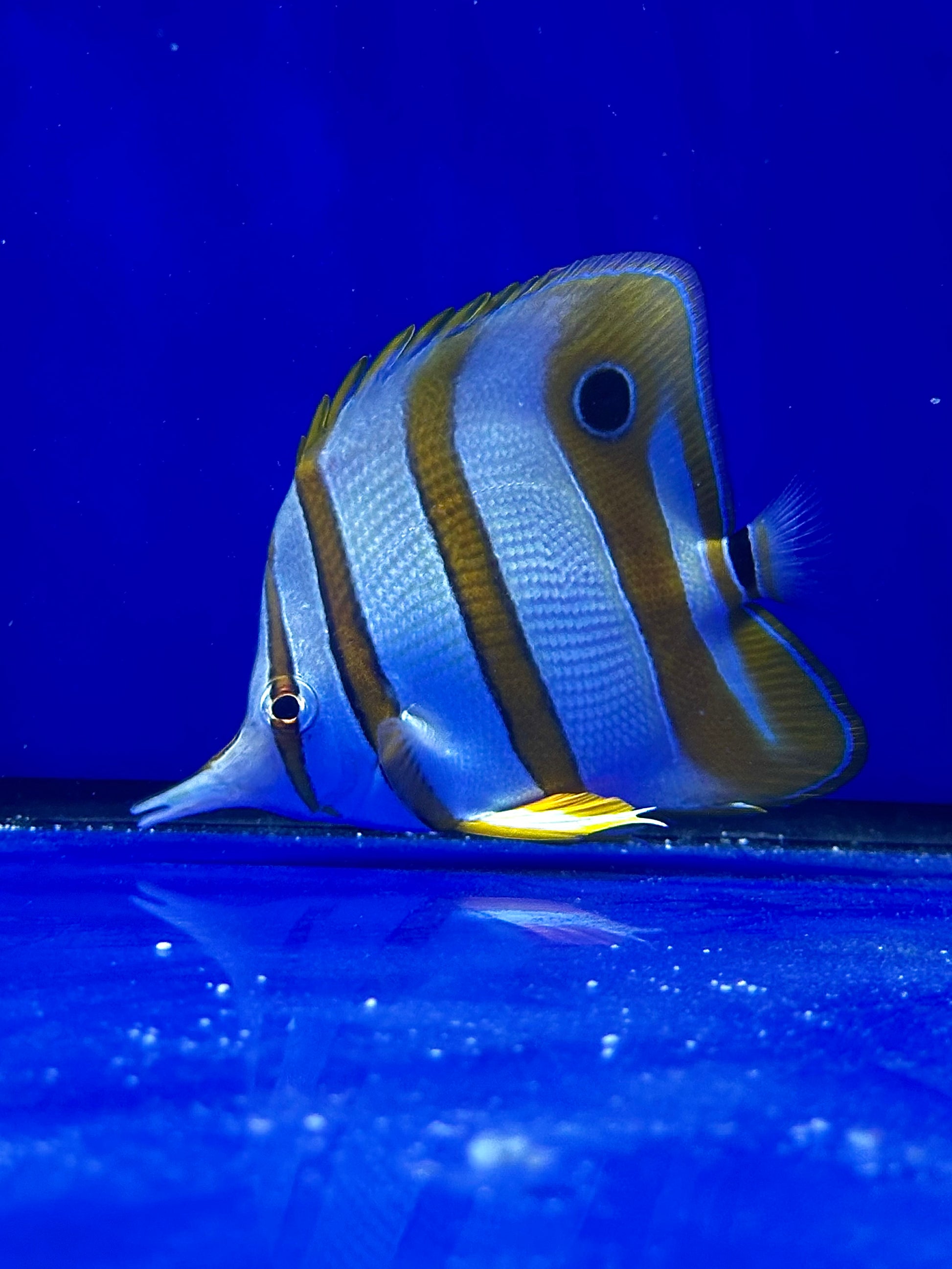 Pez Mariposa de Bandas Cobrizas - Chelmon rostratus - CoralMastery | PECES