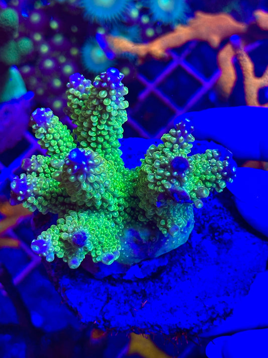 Acropora spp. WYSIWYG 001