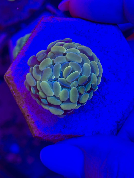 EUPHYLLIA paraancora GOLD