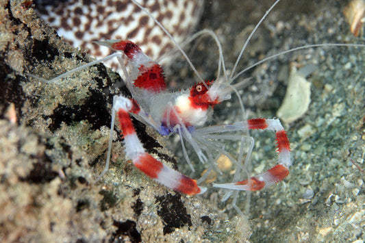Stenopus hispidus (Camarón Boxeador)
