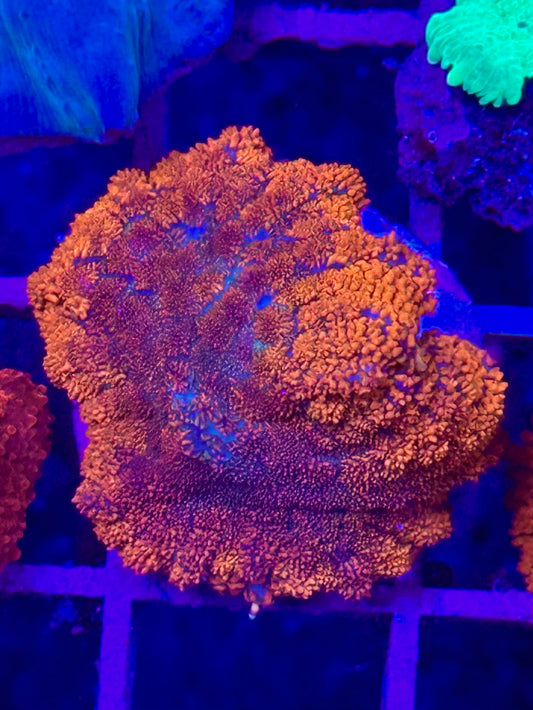Rhodactis SUPERMAN