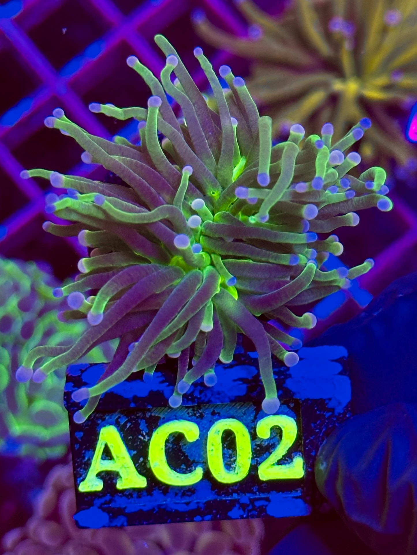 Euphyllia TORCH Ultra