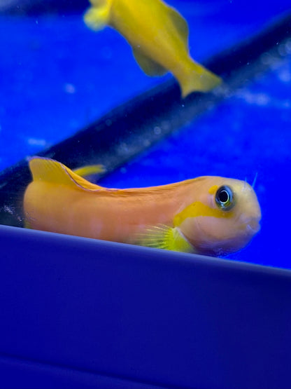 Blenio Midas - Ecsenius midas