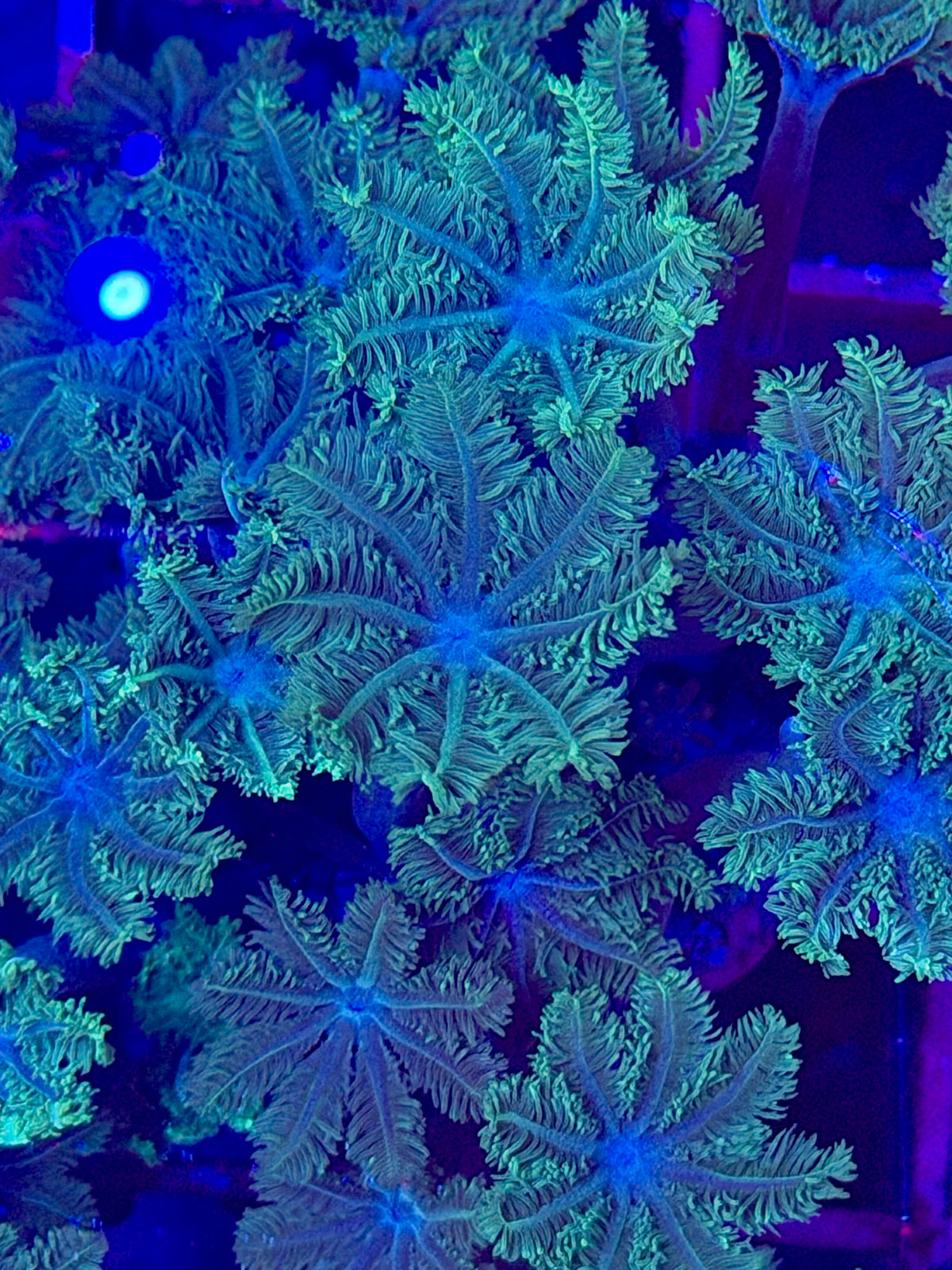 Clavularia "GREEN" (Coral estrella / Star Polyps)