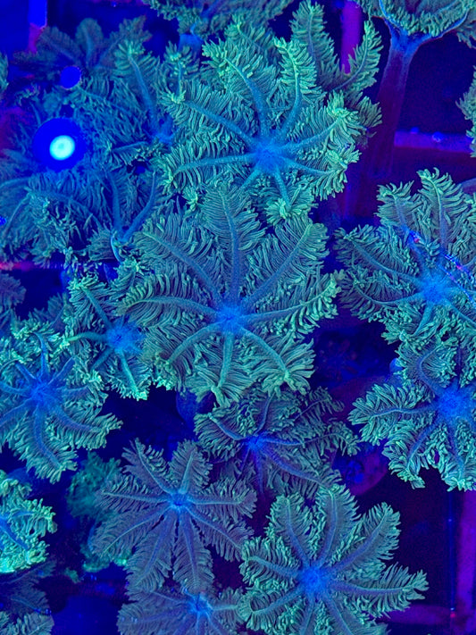 Clavularia "GREEN" (Coral estrella / Star Polyps)