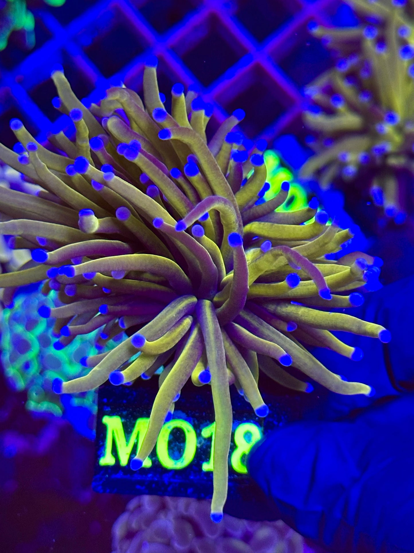 Euphyllia TORCH HOLY GRAIL