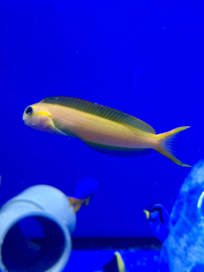 Blenio Midas - Ecsenius midas