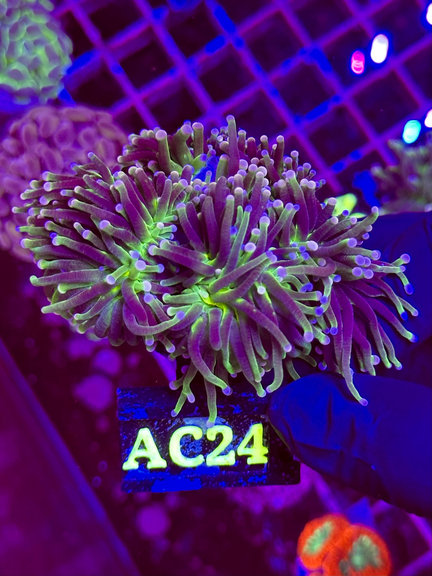 Euphyllia TORCH Ultra