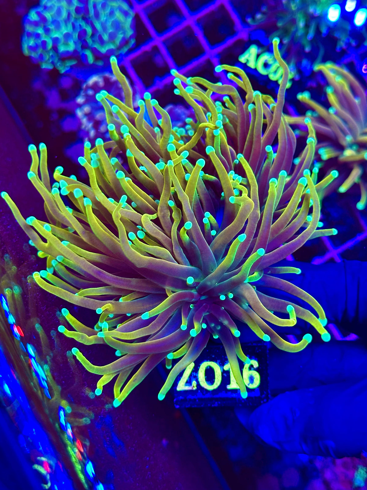 Euphyllia Torch SUN OF GOD