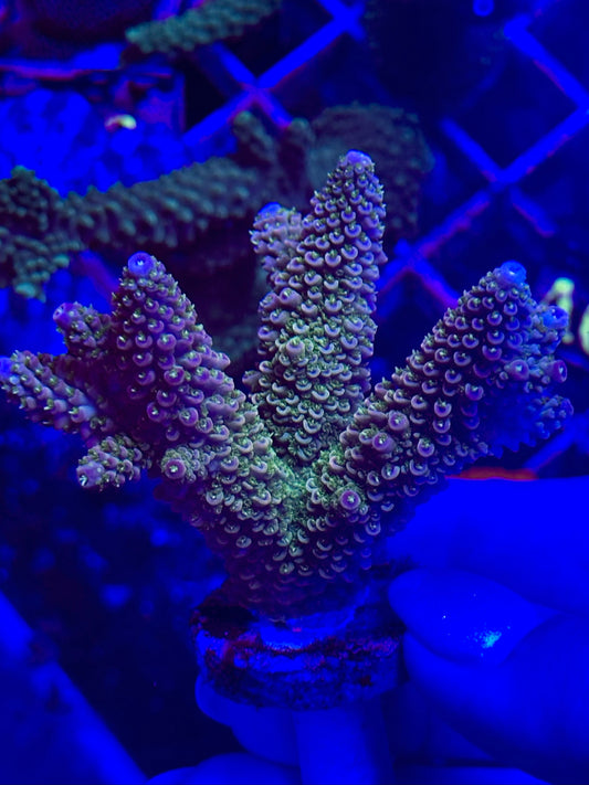 Acropora Divaricata JOE´S MANGO