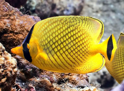 Chaetodon rafflesii (Pez mariposa de Raffles / Lattice Butterflyfish)
